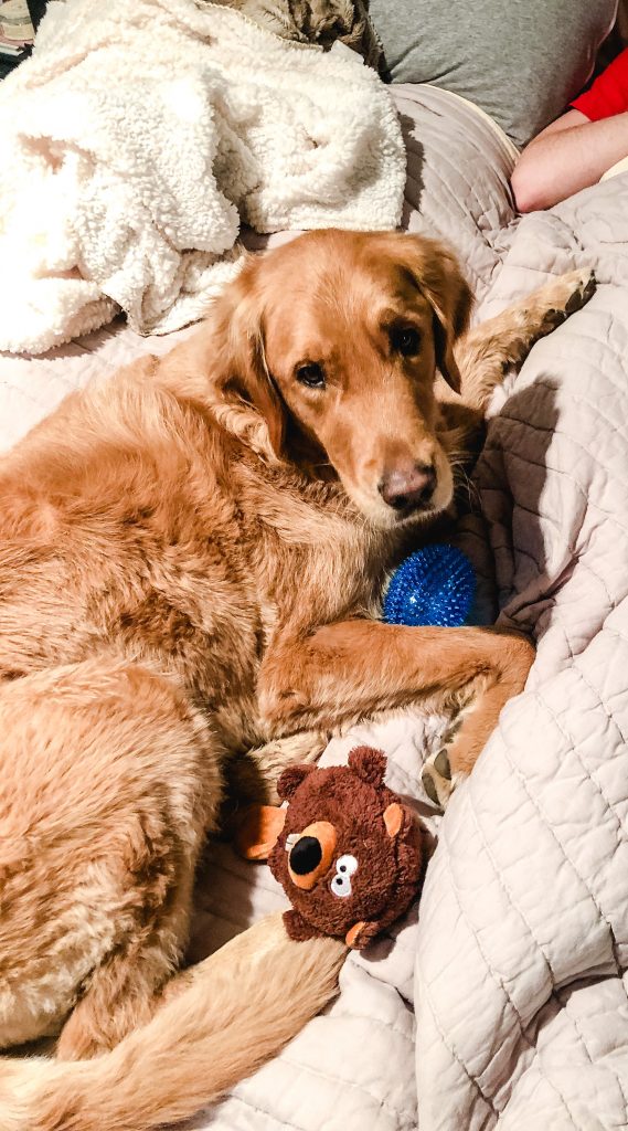 a dog on a bed.